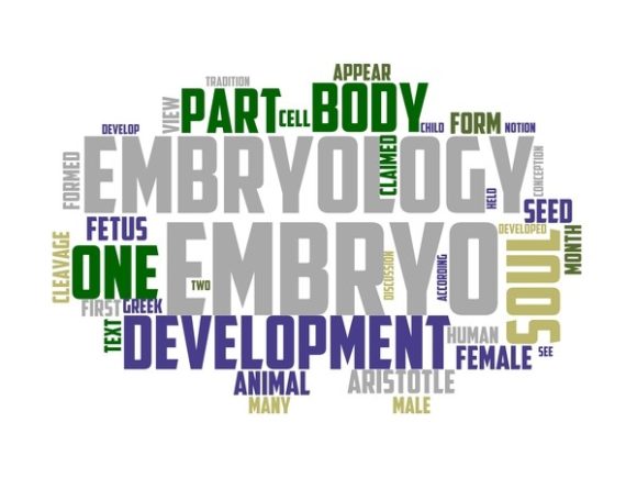 Embryology Typography Tshirt