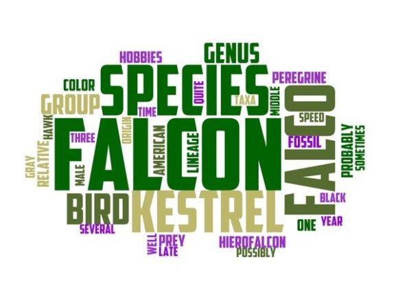 Falconry Typography Tumbler